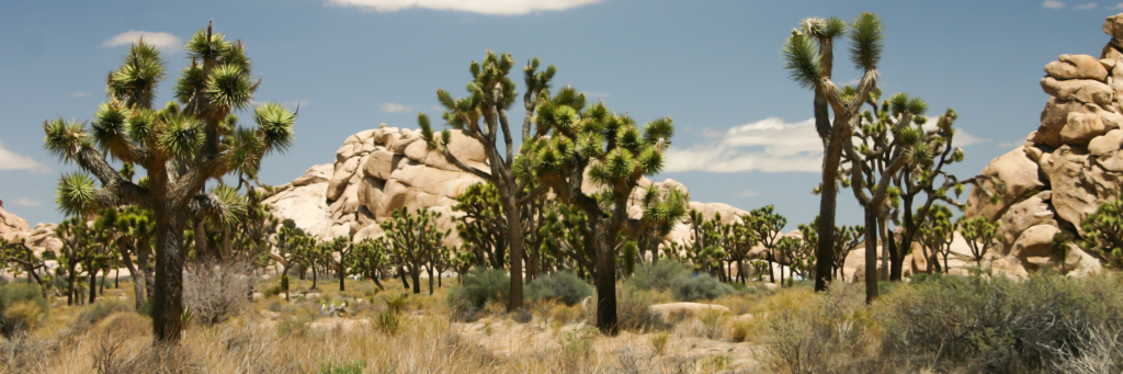 joshua-tree